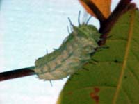 Caterpillar