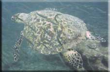 Snorkeling from St Martin Activities St Maarten Activities Sint Maarten Activities Saint Martin Activities