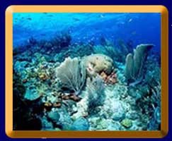 Reef