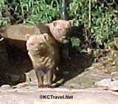 Bush Dogs