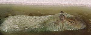 Capybara