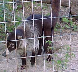 Coatimundi