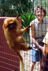 Golden Lion Tamarind