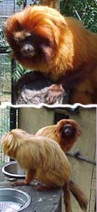 Golden Lion Tamarind