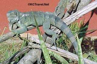 Iguana
