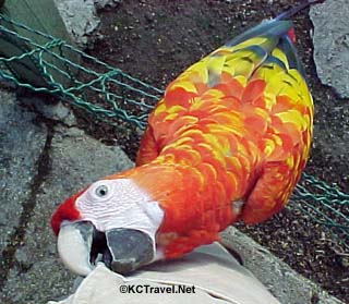 Parrot